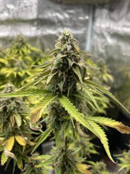 Trainwreck Auto - картинка 1