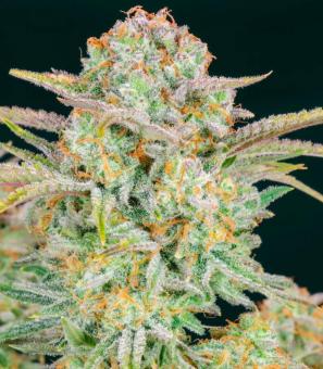 Bruce Banner Auto - картинка 1