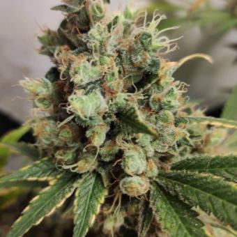 Gelato Seeds - картинка 7