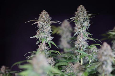 Blue Haze x Gelato 41 Auto - картинка 5