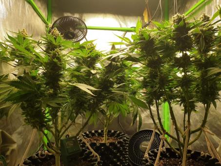 Northern Lights - картинка 3