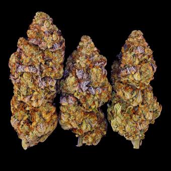 Mimosa Evo - картинка 10