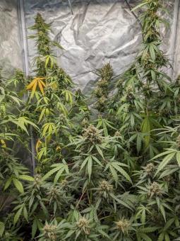 Quick Crack Genetics - картинка 2