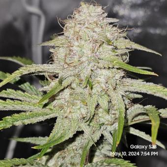 Emerald Fire OG Auto - картинка 3