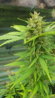 Vertigo Auto - картинка 6