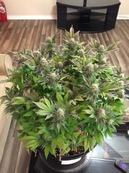 Blue Pyramid - картинка 5