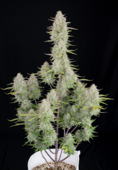 Wedding Cheesecake Auto - картинка 8