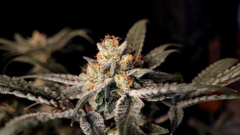 Chocolate Wafflez - картинка 6