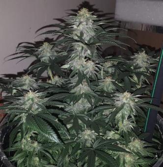 Tutankhamon - картинка 2