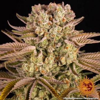 Pineapple Express - картинка 6