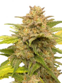 Auto Glue XXL genetics - картинка 6