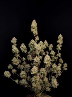 Apricot Auto - картинка 2