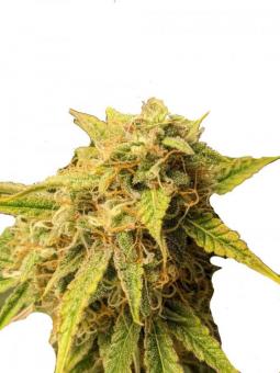 Friesland - картинка 1