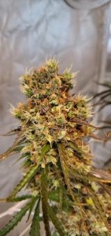 Zkittlez OG Auto - картинка 2