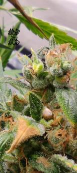 Chronic Fast F1 BX Regular - картинка 2