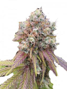 Franco's Lemon Cheese - картинка 5