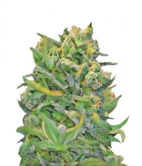 Sweet Cheese F1 Fast Version - картинка 3