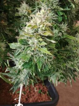 Auto Super Hash - картинка 1