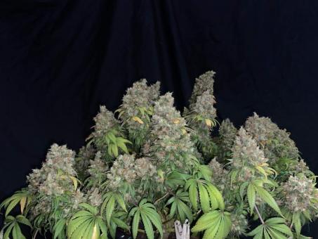 Motavation reg - картинка 3