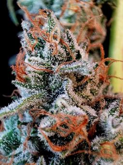 Guava x Gelato 41 Auto - картинка 6