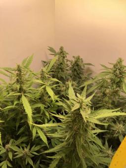 Double Dutch reg - картинка 3