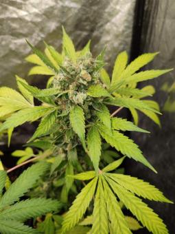 TnT Trichome - картинка 2