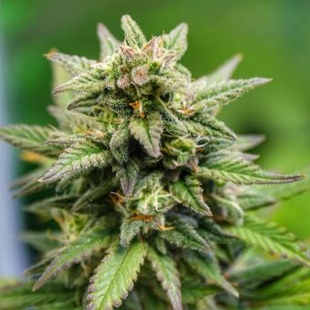 Zkittlez Auto - картинка 3