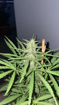 Auto Frozen Biscotti - картинка 1