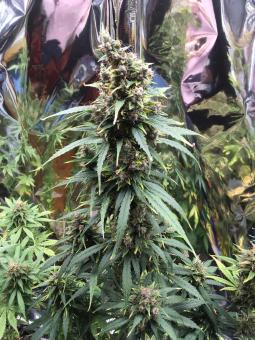 Big Bang Auto - картинка 5