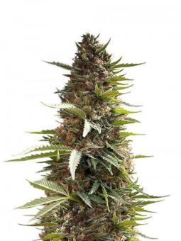 Jock Horror Auto - картинка 9