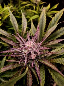 Buddha Auto Tangie - картинка 7