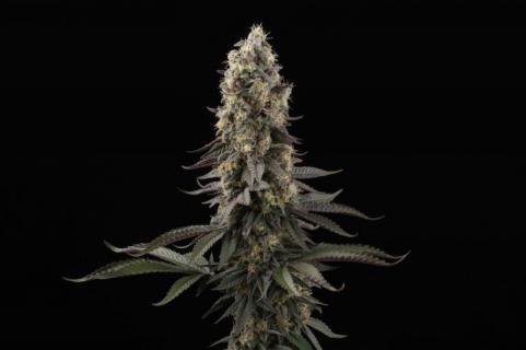 El Dorado OG - картинка 2