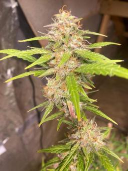 Auto Northern Dragon Fuel - картинка 2