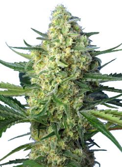 Jack 47 XL Auto - картинка 1