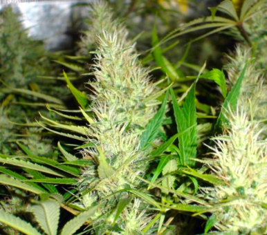 Malakoff - картинка 4