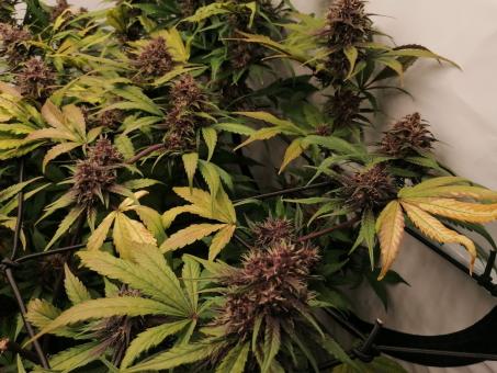 Black Cream Auto - картинка 4