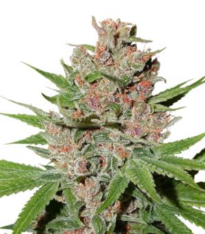 Passion Fruit - картинка 1