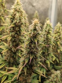 Black Ultimate Genetics - картинка 3