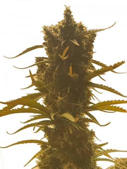 Smoothie Auto - картинка 9