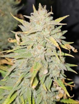 Strawberry Pie Auto - картинка 2