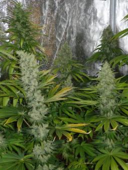 Auto Northern Light genetics - картинка 5