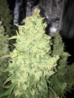 West Coast O.G. Auto - картинка 3