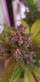 C4 Auto - картинка 6