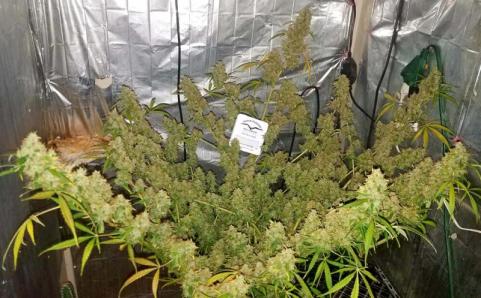 Auto Night Queen - картинка 7