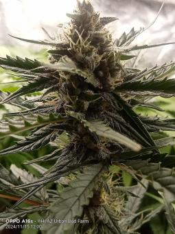 White Widow Auto - картинка 1