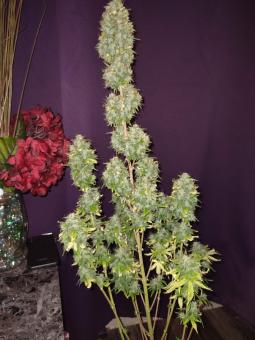 Auto Do-Si-Dos - картинка 4