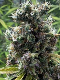 Purple Punch Auto - картинка 4