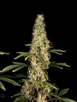 Arjan's Ultra Haze #1 - картинка 1