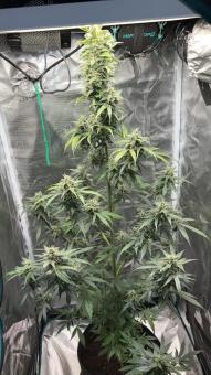 Rucu Cucu OG Auto - картинка 3