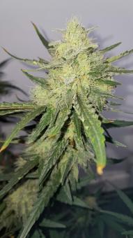 Franco's Lemon Cheese - картинка 3